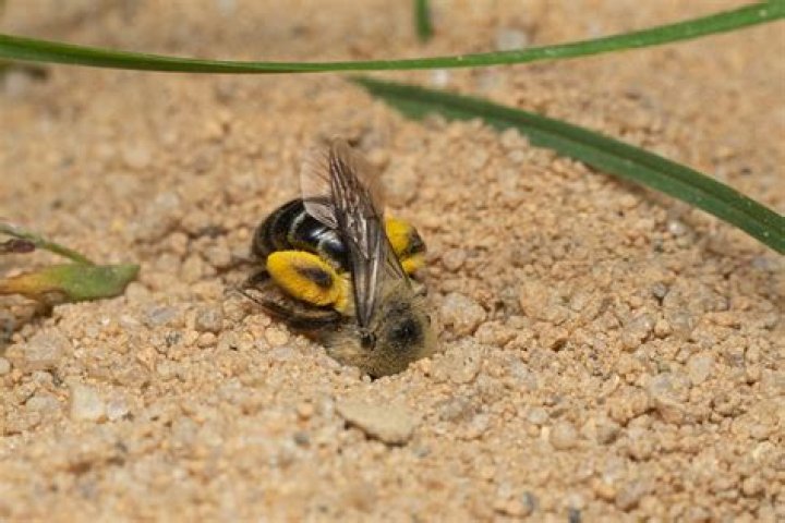 Are digger bees good?