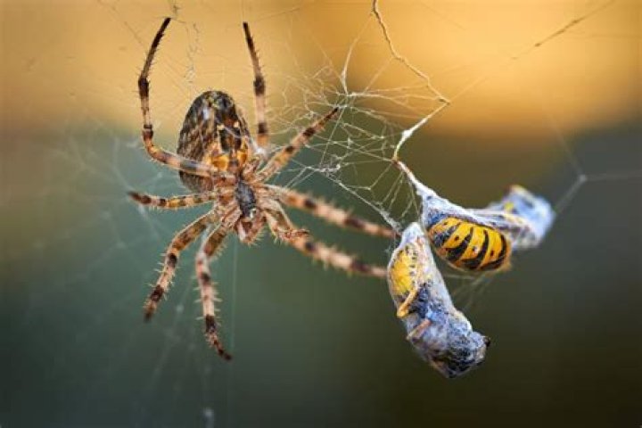 Can wasps make webs?