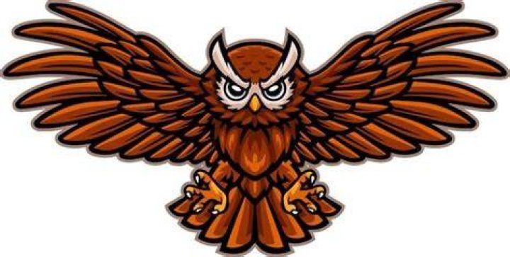 Do owls get angry?
