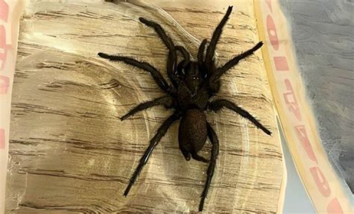 Does Italy have big spiders?