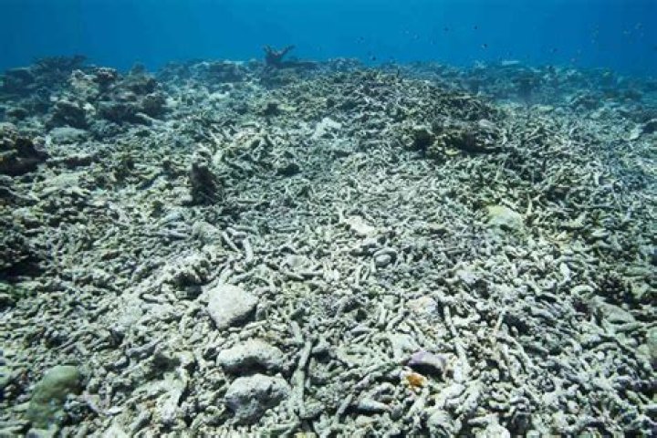 Does the ocean have a dead zone?