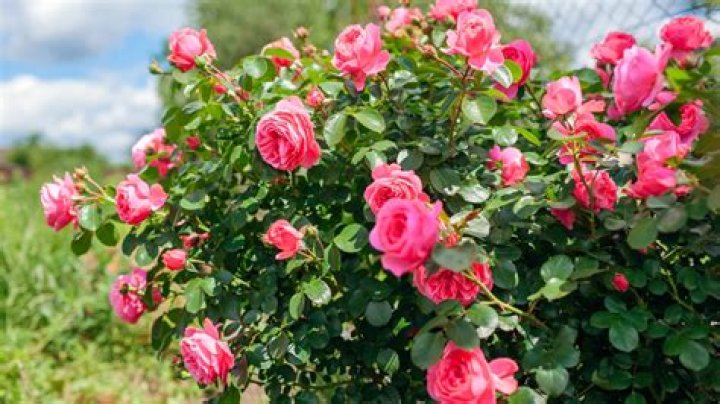 How do roses last 3 years?