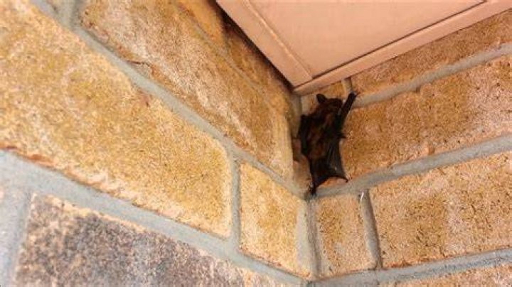How small a hole can a bat get through?