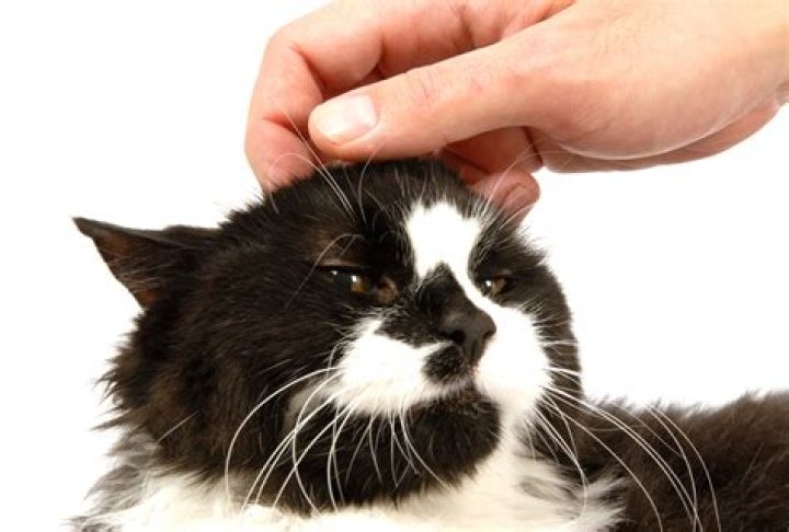 Why do cats like neck scratches?
